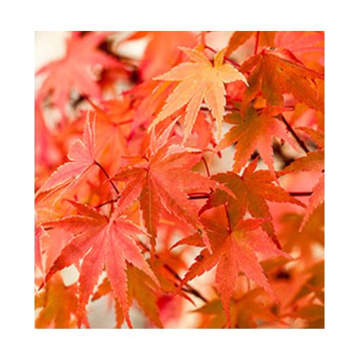 Acer palmatum Phoenix (p10) - Japán juhar
