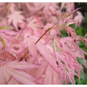 Acer palmatum Iyoshi (p10) - Japán juhar