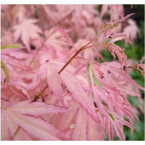 Acer palmatum Iyoshi (p10) - Japán juhar