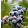 Vaccinium corymbosa Patriot - Áfonya