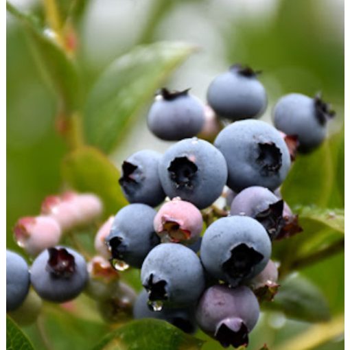 Vaccinium corymbosa Patriot - Áfonya