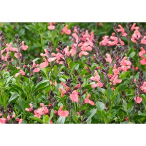 Salvia greggii Magical Amoer - Őszi zsálya