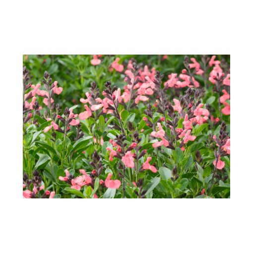 Salvia greggii Magical Amoer - Őszi zsálya