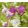 Salvia greggii Magical Mississippi - Őszi zsálya