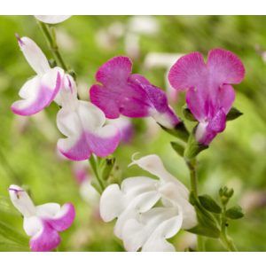 Salvia greggii Magical Mississippi - Őszi zsálya