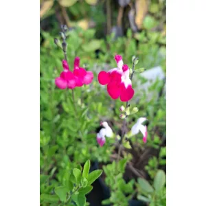 Salvia greggii Magical Mississippi - Őszi zsálya