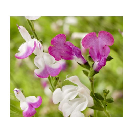 Salvia greggii Magical Mississippi - Őszi zsálya