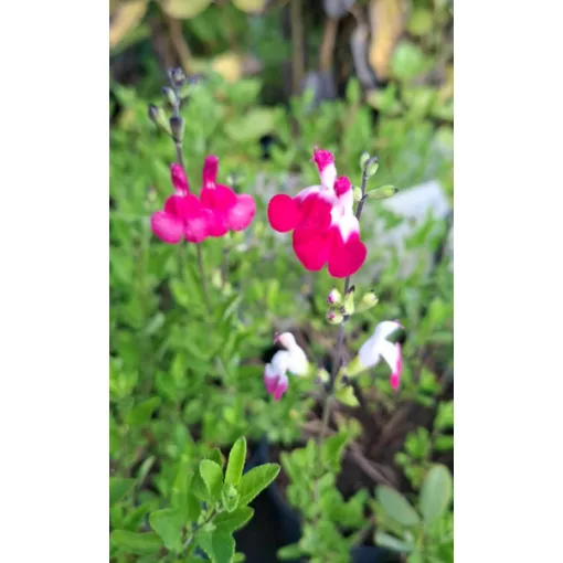 Salvia greggii Magical Mississippi - Őszi zsálya