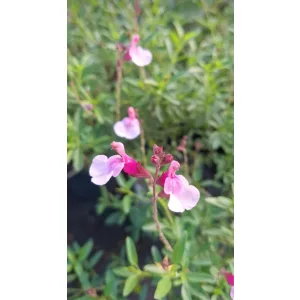 Salvia greggii Magical Missouri - Őszi zsálya