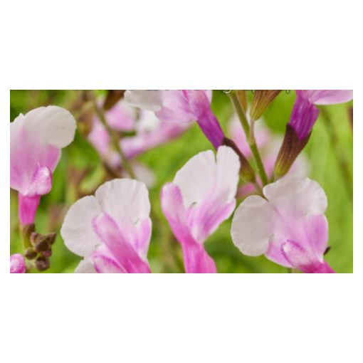 Salvia greggii Magical Missouri - Őszi zsálya