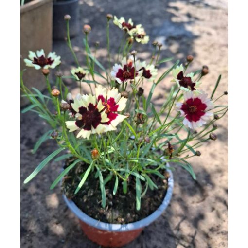 Coreopsis Chorasan Burgundy and White - Menyecskeszem