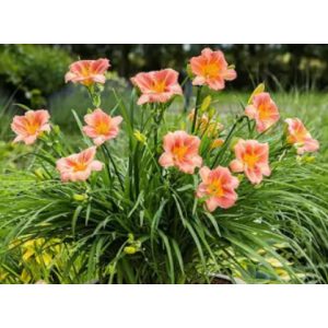Hemerocallis EveryDaylily Cerise - Sásliliom