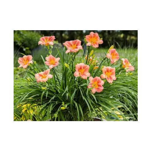 Hemerocallis EveryDaylily Cerise - Sásliliom