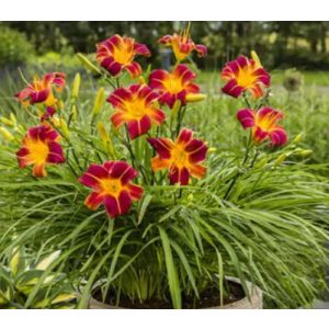 Hemerocallis EveryDaylily Red Ribs - Sásliliom