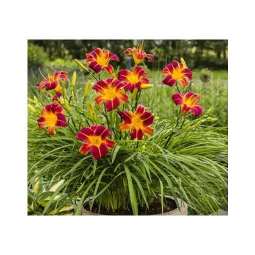 Hemerocallis EveryDaylily Red Ribs - Sásliliom