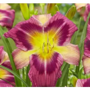 Hemerocallis Magic Dancer - Sásliliom