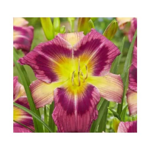 Hemerocallis Magic Dancer - Sásliliom