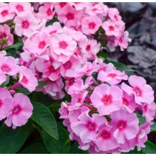 Phlox paniculata Early Pink - Bugás lángvirág
