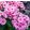 Phlox paniculata Early Pink - Bugás lángvirág