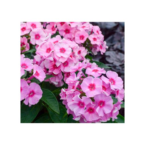 Phlox paniculata Early Pink - Bugás lángvirág