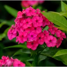 Phlox paniculata Flame Watermelon - Bugás lángvirág