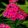 Phlox paniculata Flame Watermelon - Bugás lángvirág