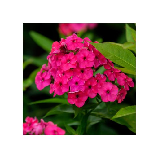Phlox paniculata Flame Watermelon - Bugás lángvirág