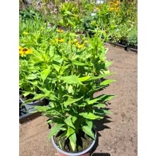 Phlox paniculata Flame Watermelon - Bugás lángvirág