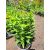 Phlox paniculata Flame Watermelon - Bugás lángvirág