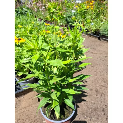 Phlox paniculata Flame Watermelon - Bugás lángvirág