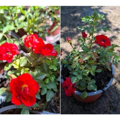 Rosa Limesrose Saalburg - Törpe ágyásrózsa
