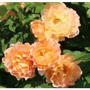 Rosa Sonnenwelt - Törpe ágyásrózsa