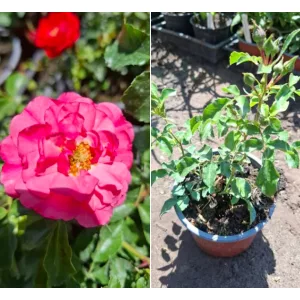 Rosa The Fairy Red - Törpe ágyásrózsa