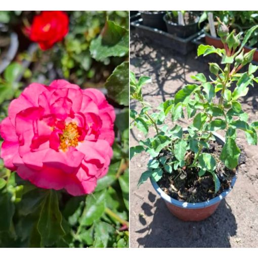 Rosa The Fairy Red - Törpe ágyásrózsa
