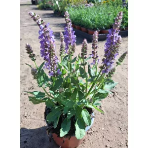 Salvia nemorosa Big Sky Blue - Ligeti zsálya