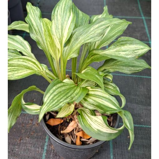 Hosta Kiwi Spearmint - Árnyékliliom