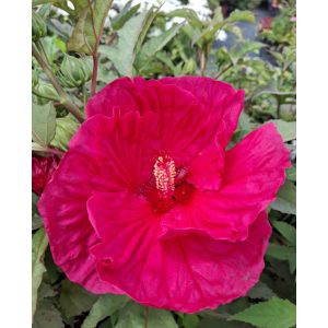 Hibiscus moscheutos Summer in Paradise - Mocsári hibiszkusz