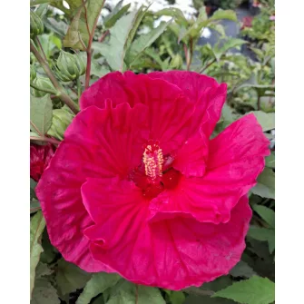 Mocsári hibiszkusz (Hibiscus)