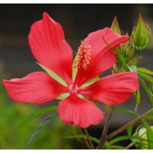 Hibiscus coccineus - Skarlát hibiszkusz