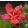 Hibiscus coccineus - Skarlát hibiszkusz