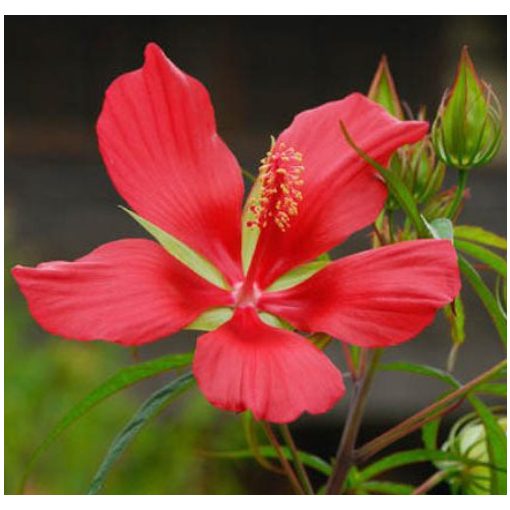 Hibiscus coccineus - Skarlát hibiszkusz