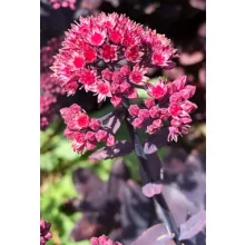 Sedum Mojave Jewels Ruby - Varjúháj