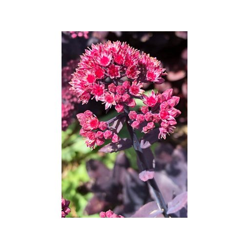 Sedum Mojave Jewels Ruby - Varjúháj