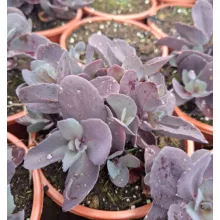 Sedum Mojave Jewels Ruby - Varjúháj