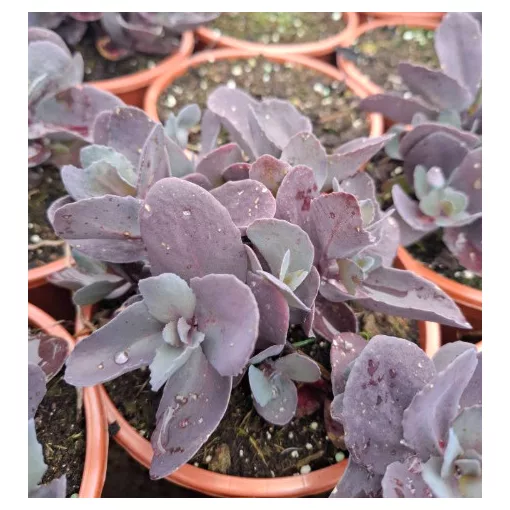 Sedum Mojave Jewels Ruby - Varjúháj