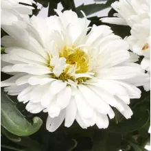 Leucanthemum Make My Daisy Crazy - Margaréta