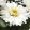 Leucanthemum Make My Daisy Crazy - Margaréta