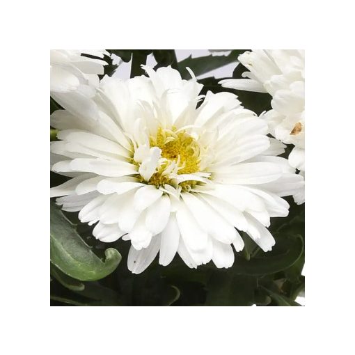 Leucanthemum Make My Daisy Crazy - Margaréta
