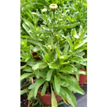 Leucanthemum Make My Daisy Crazy - Margaréta