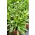 Leucanthemum Make My Daisy Crazy - Margaréta